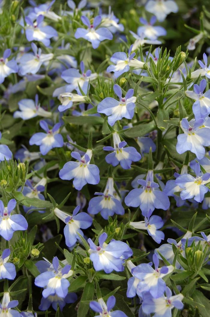 Lobelia Techno Blue - View 7 from www redcrocus com