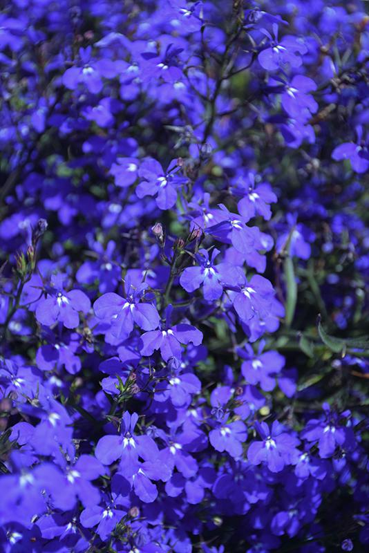 Lobelia Techno Blue - View 8 from www redcrocus com
