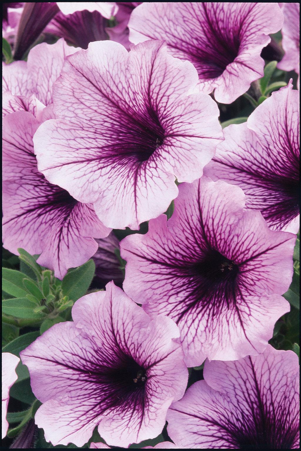 Petunia Supertunia Bordeaux - View 10 from www redcrocus com