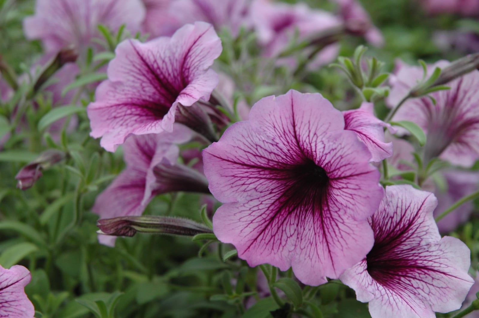 Petunia Supertunia Bordeaux - View 11 from www redcrocus com