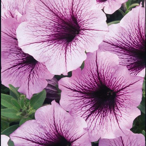 Petunia Supertunia Bordeaux - View 12 from www redcrocus com