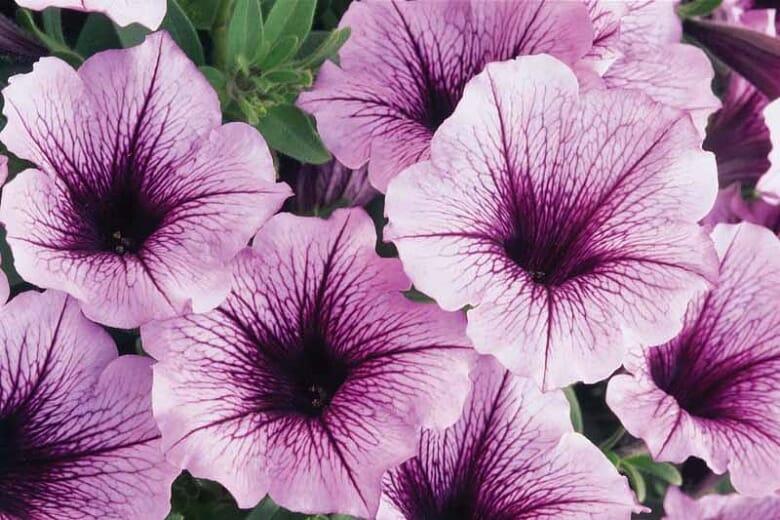 Petunia Supertunia Bordeaux - View 13 from www redcrocus com