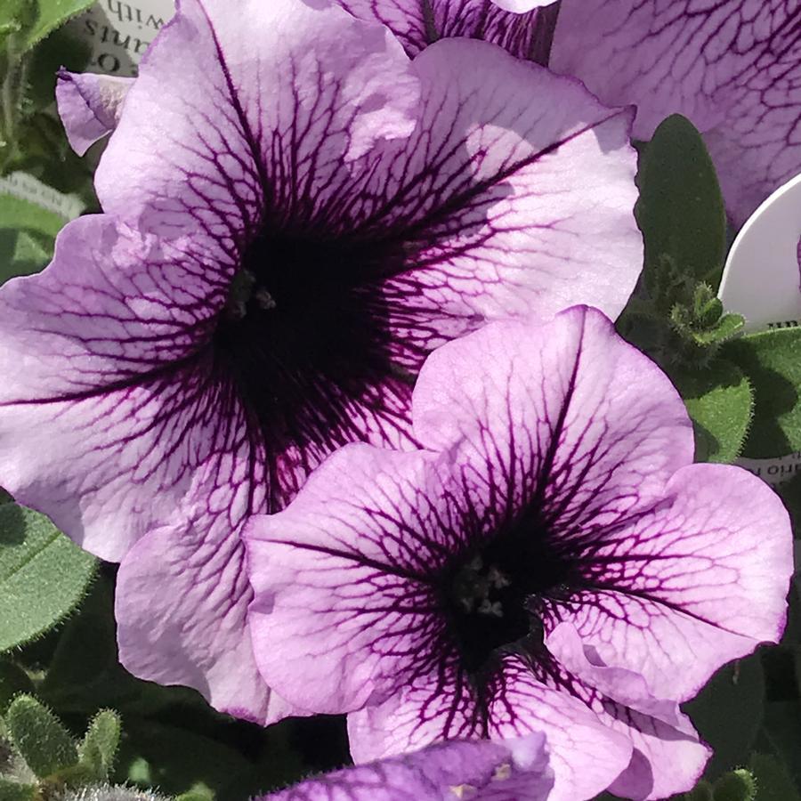Petunia Supertunia Bordeaux - View 14 from www redcrocus com