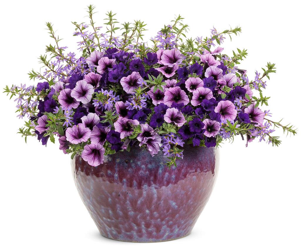 Petunia Supertunia Bordeaux - View 15 from www redcrocus com