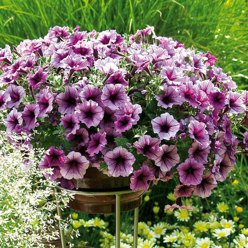 Petunia Supertunia Bordeaux - View 16 from www redcrocus com