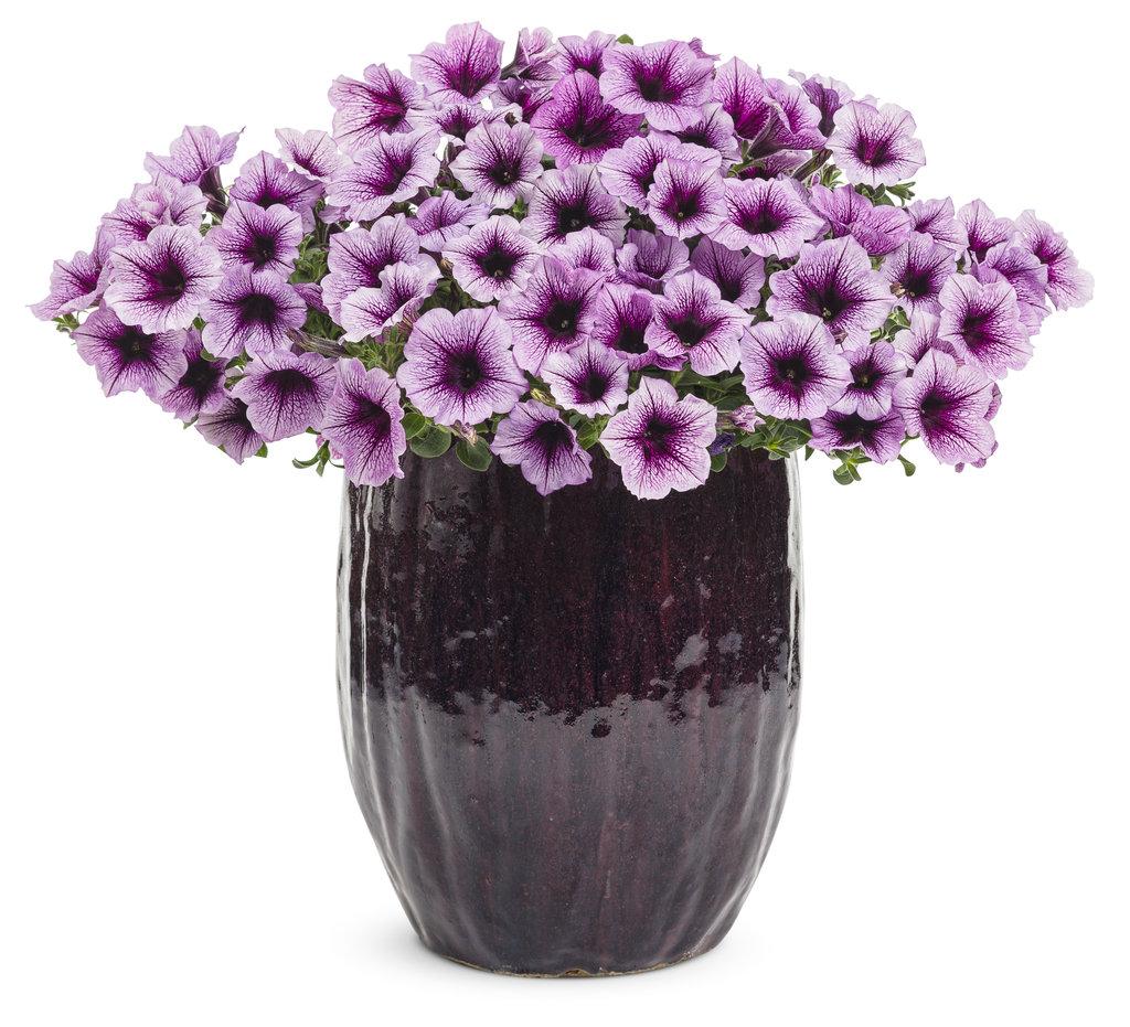 Petunia Supertunia Bordeaux - View 17 from www redcrocus com