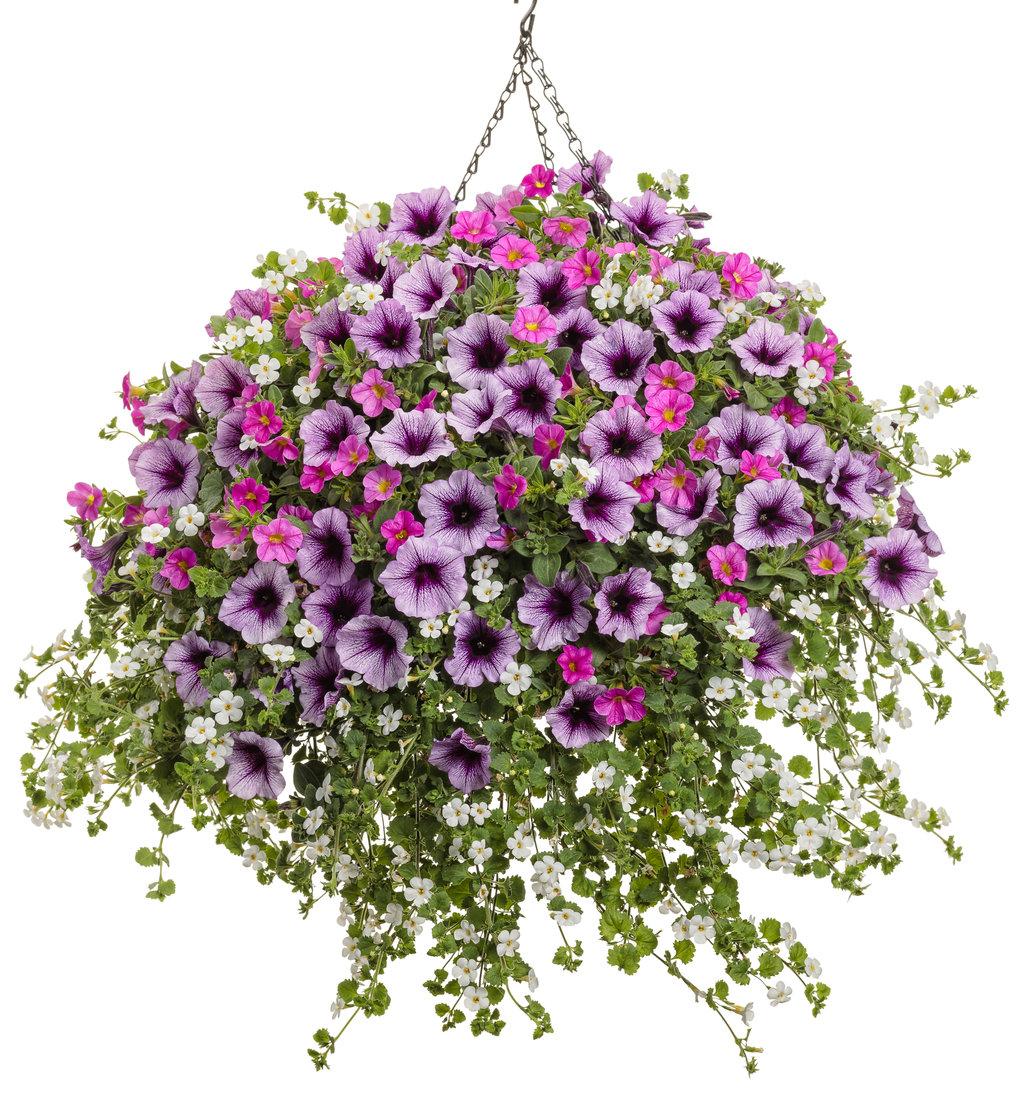 Petunia Supertunia Bordeaux - View 18 from www redcrocus com