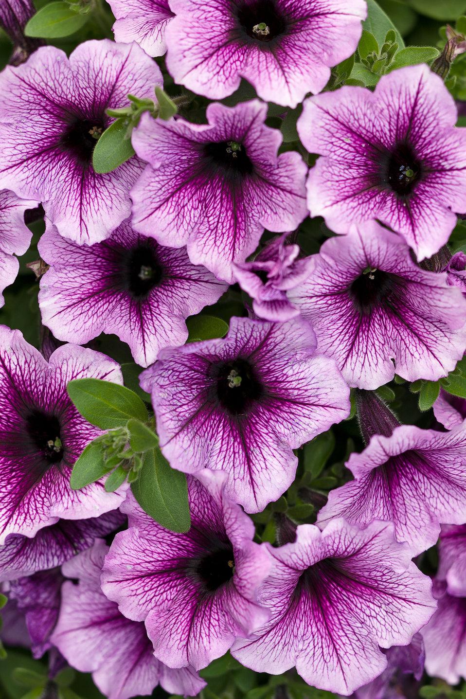 Petunia Supertunia Bordeaux - View 1 from www redcrocus com