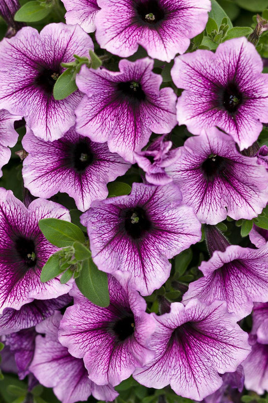 Petunia Supertunia Bordeaux - View 1 from www redcrocus com