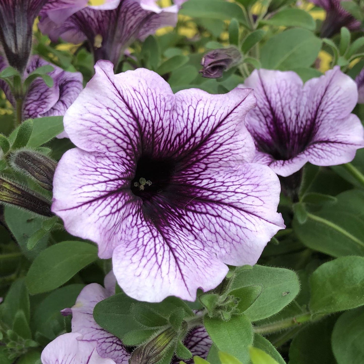Petunia Supertunia Bordeaux - View 2 from www redcrocus com
