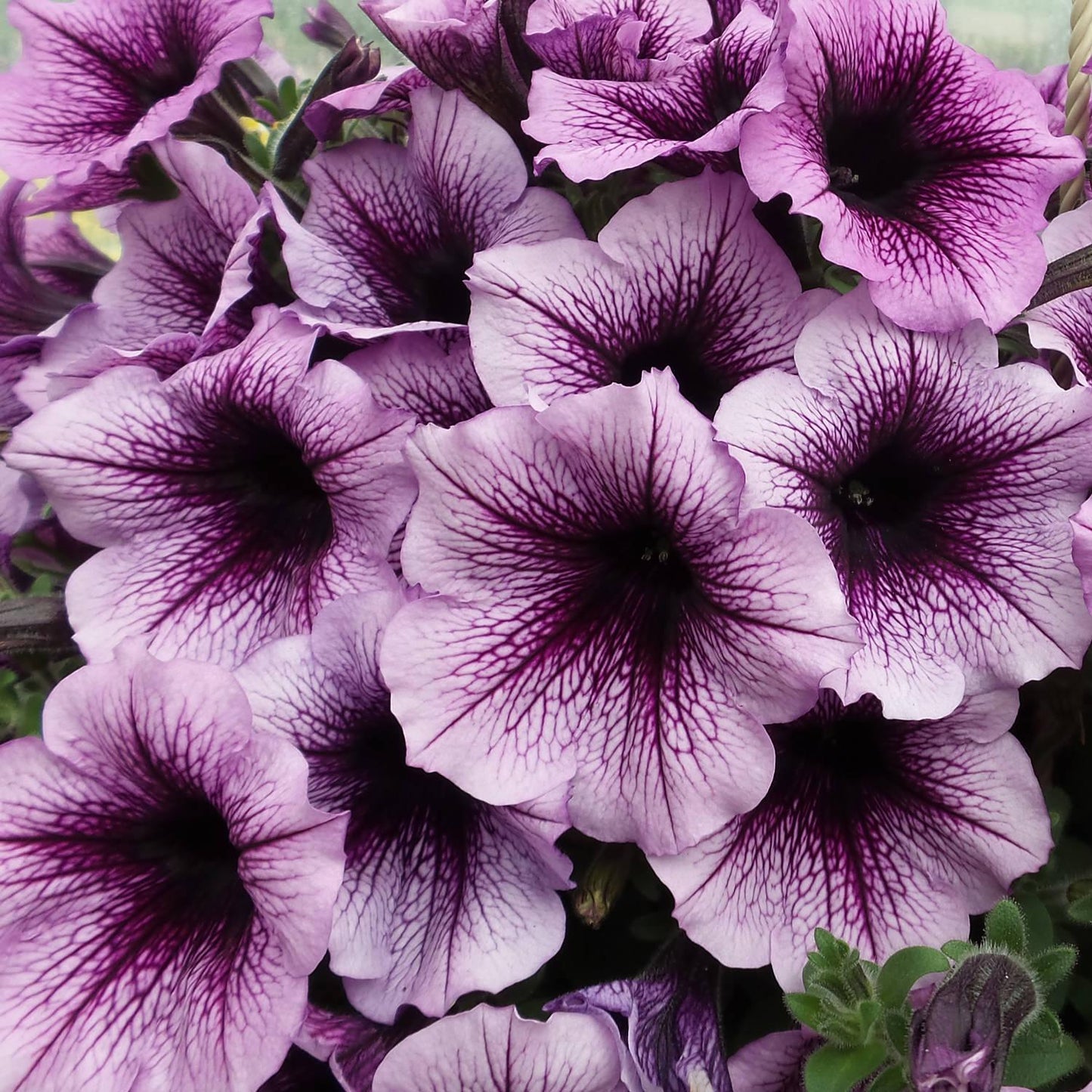 Petunia Supertunia Bordeaux - View 3 from www redcrocus com