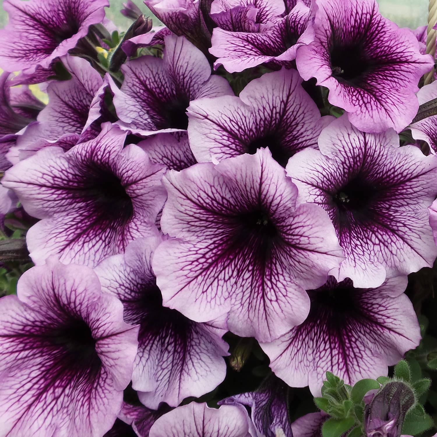 Petunia Supertunia Bordeaux - View 3 from www redcrocus com