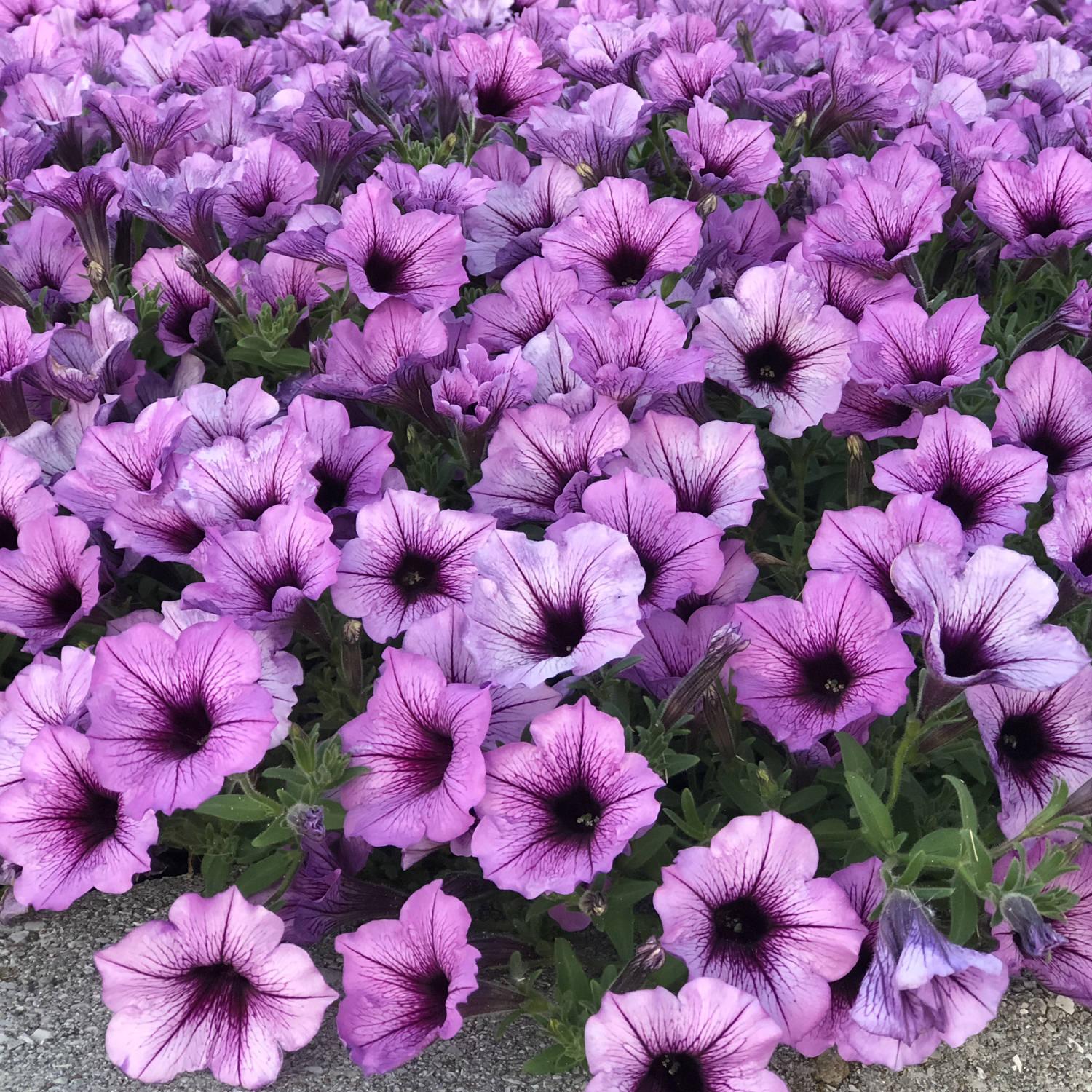 Petunia Supertunia Bordeaux - View 4 from www redcrocus com