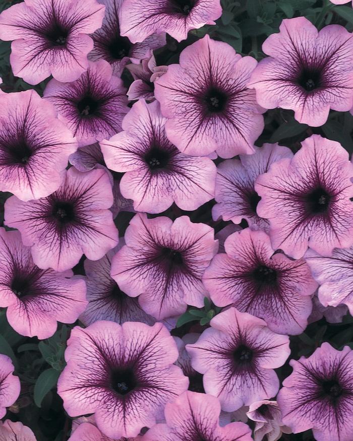Petunia Supertunia Bordeaux - View 5 from www redcrocus com