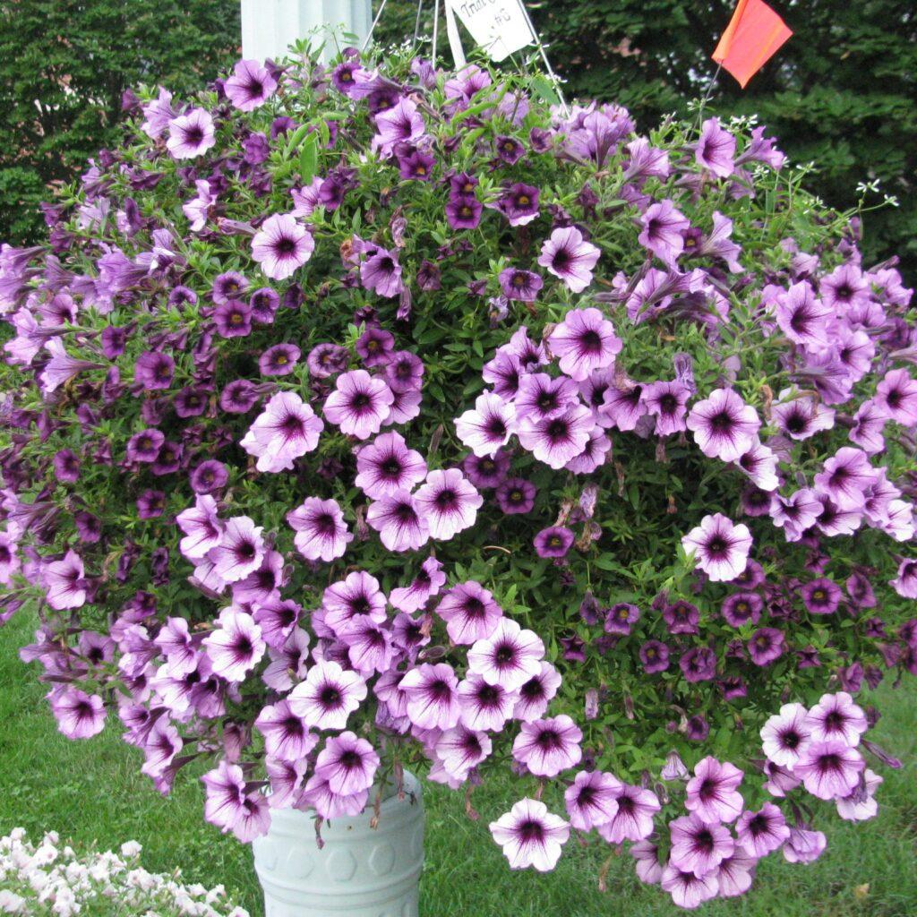 Petunia Supertunia Bordeaux - View 6 from www redcrocus com