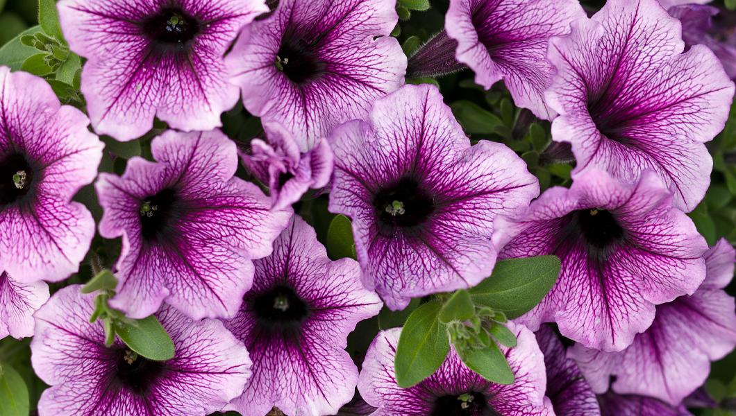 Petunia Supertunia Bordeaux - View 7 from www redcrocus com