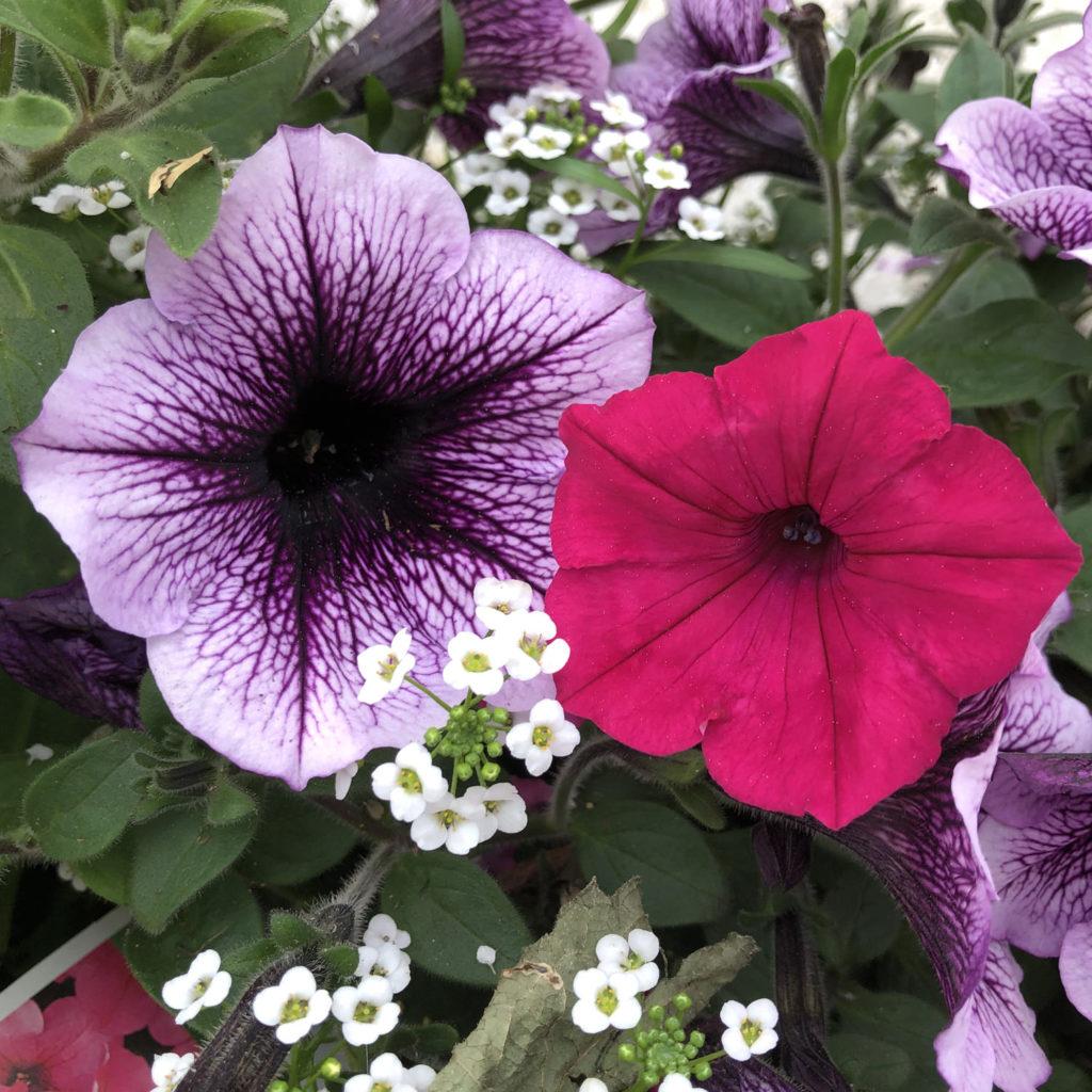 Petunia Supertunia Bordeaux - View 8 from www redcrocus com