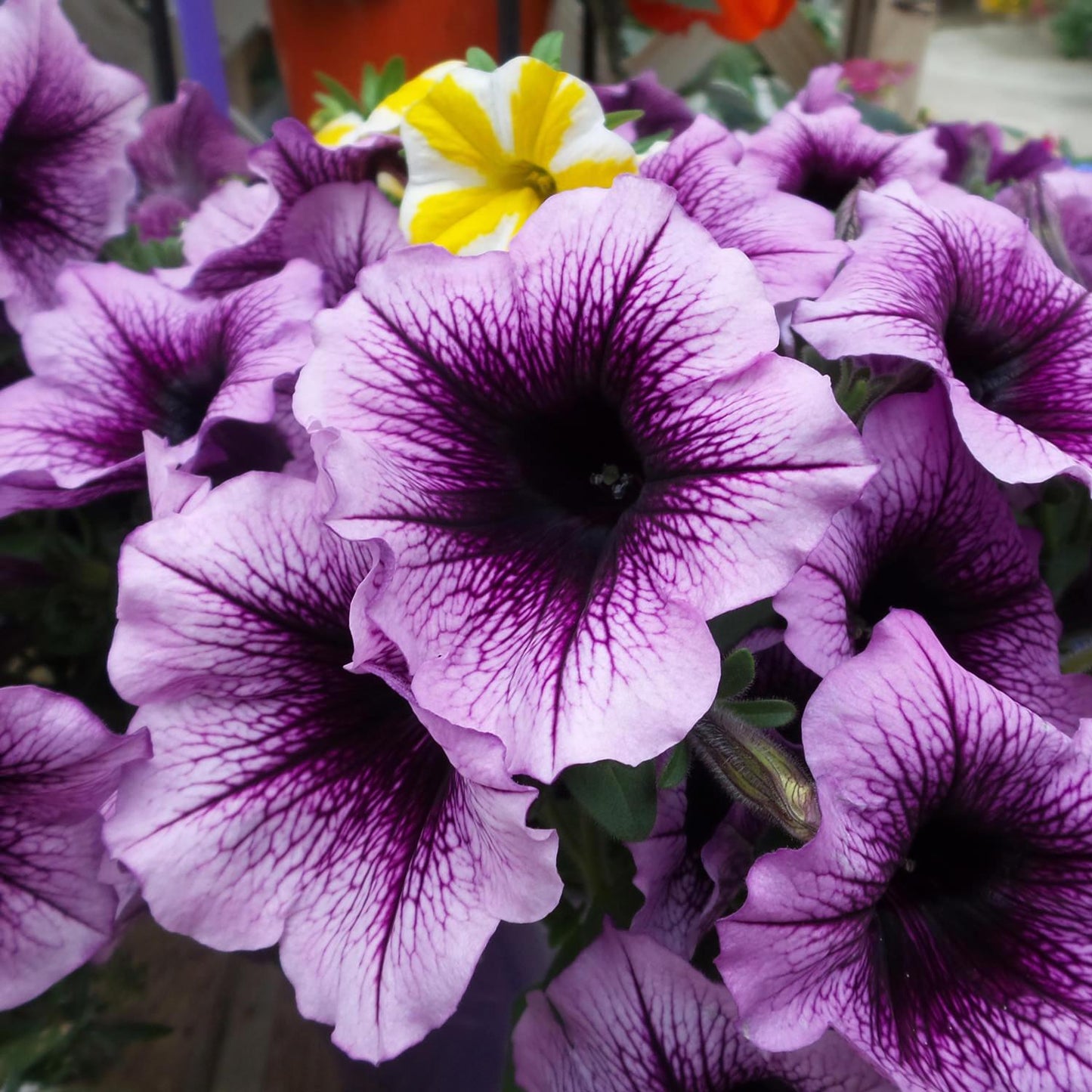 Petunia Supertunia Bordeaux - View 9 from www redcrocus com