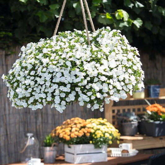 Calibrachoa, Assorted - View 19 from www redcrocus com