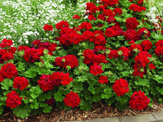 Geranium Interspecific Ivy Zonal Calliope Dark Red - View 1 from www redcrocus com