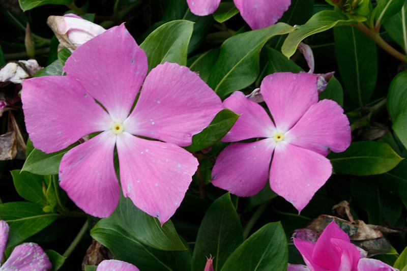 Vinca Cora Cascade Lilac - View 10 from www redcrocus com