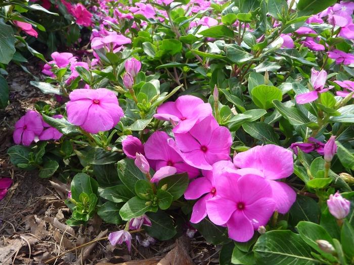 Vinca Cora Cascade Lilac - View 11 from www redcrocus com