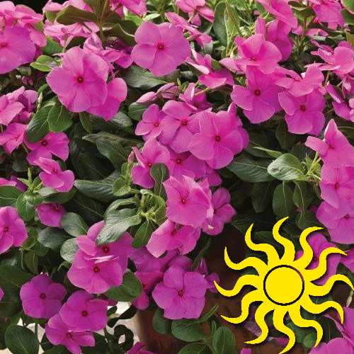 Vinca Cora Cascade Lilac - View 13 from www redcrocus com