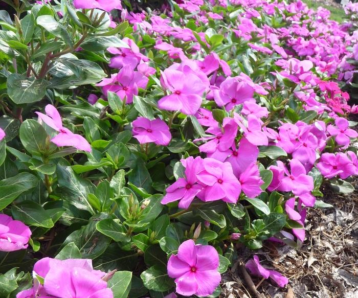 Vinca Cora Cascade Lilac - View 14 from www redcrocus com