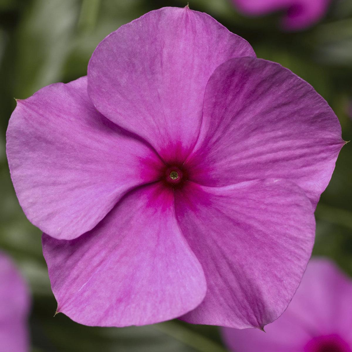 Vinca Cora Cascade Lilac - View 1 from www redcrocus com