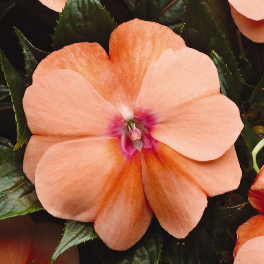 New Guinea Impatiens Celebration Icy Blue - View 11 from www redcrocus com