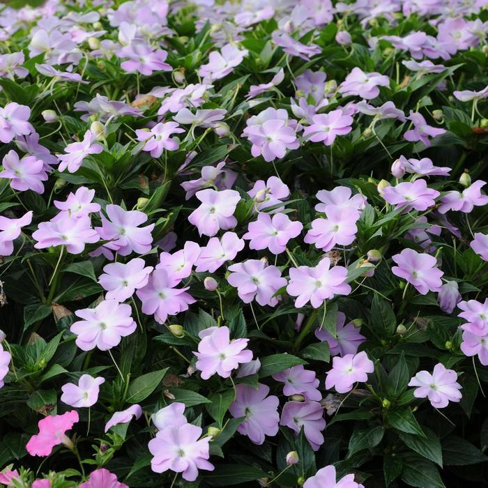 New Guinea Impatiens Celebration Icy Blue - View 2 from www redcrocus com
