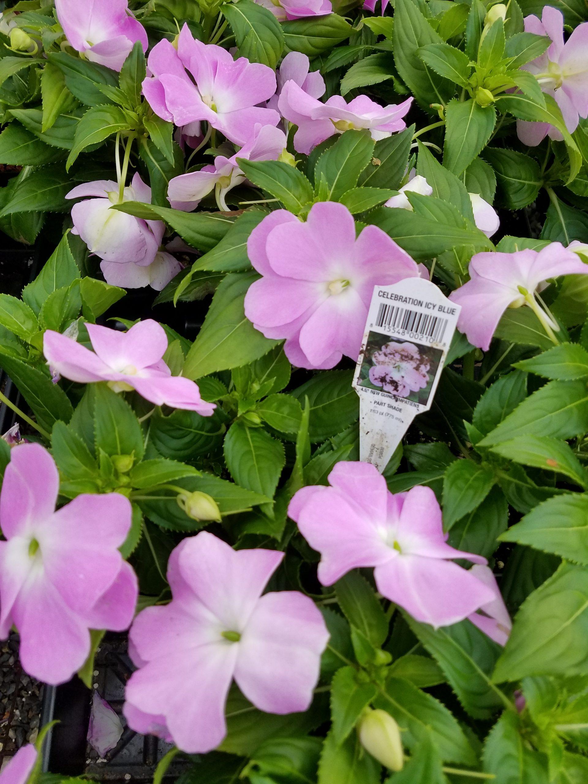 New Guinea Impatiens Celebration Icy Blue - View 3 from www redcrocus com