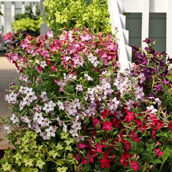 New Guinea Impatiens Celebration Icy Blue - View 4 from www redcrocus com