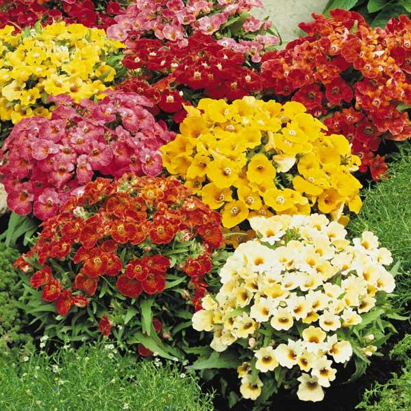 New Guinea Impatiens Celebration Icy Blue - View 5 from www redcrocus com