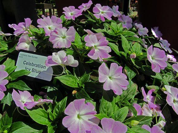 New Guinea Impatiens Celebration Icy Blue - View 6 from www redcrocus com