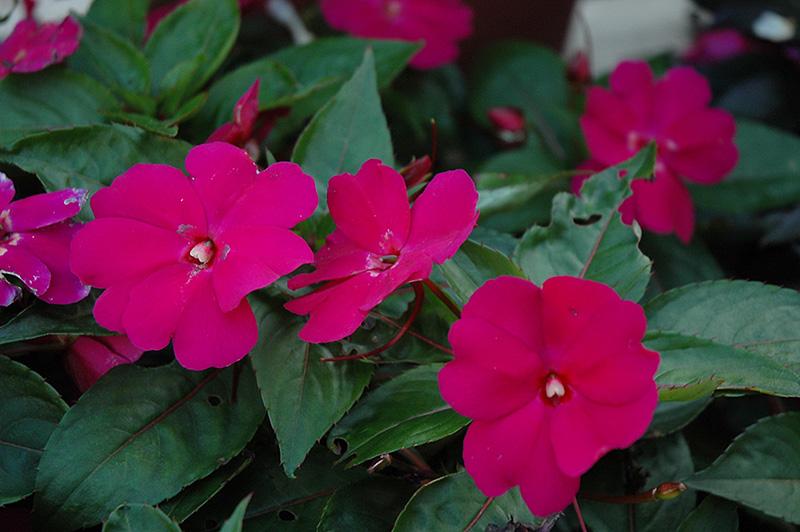 New Guinea Impatiens Celebration Electric Rose - View 10 from www redcrocus com