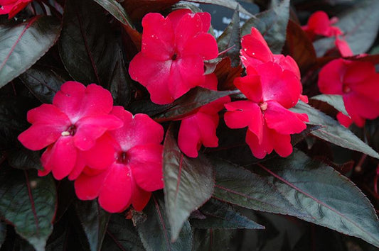 New Guinea Impatiens Celebration Electric Rose - View 1 from www redcrocus com