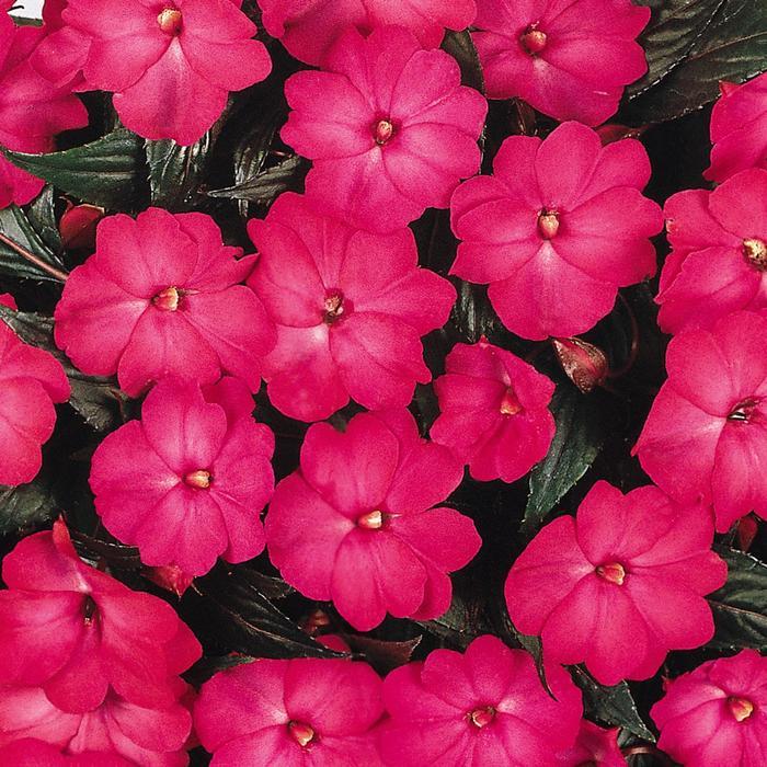 New Guinea Impatiens Celebration Electric Rose - View 2 from www redcrocus com