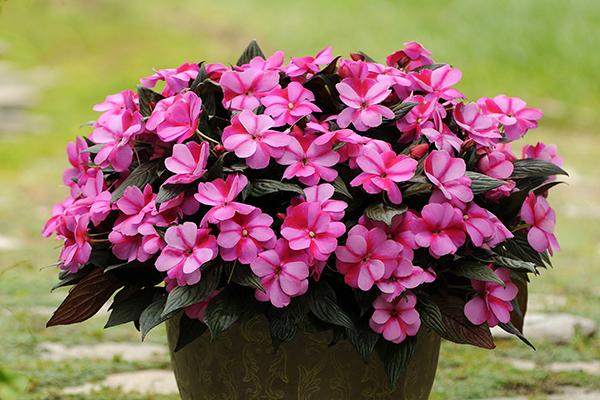 New Guinea Impatiens Celebration Electric Rose - View 3 from www redcrocus com