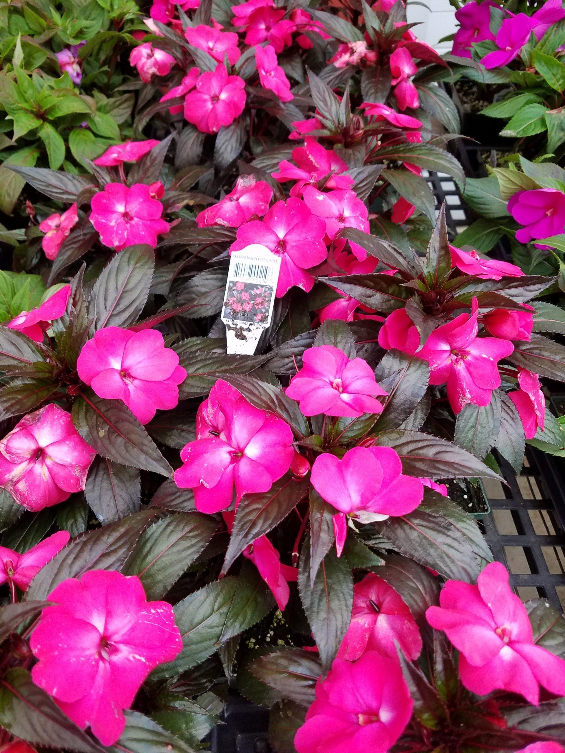 New Guinea Impatiens Celebration Electric Rose - View 4 from www redcrocus com