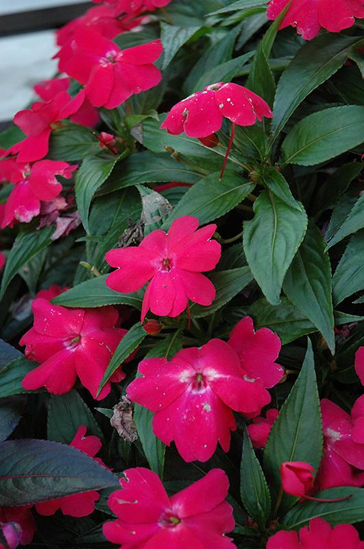 New Guinea Impatiens Celebration Electric Rose - View 5 from www redcrocus com