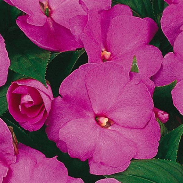New Guinea Impatiens Celebration Electric Rose - View 6 from www redcrocus com