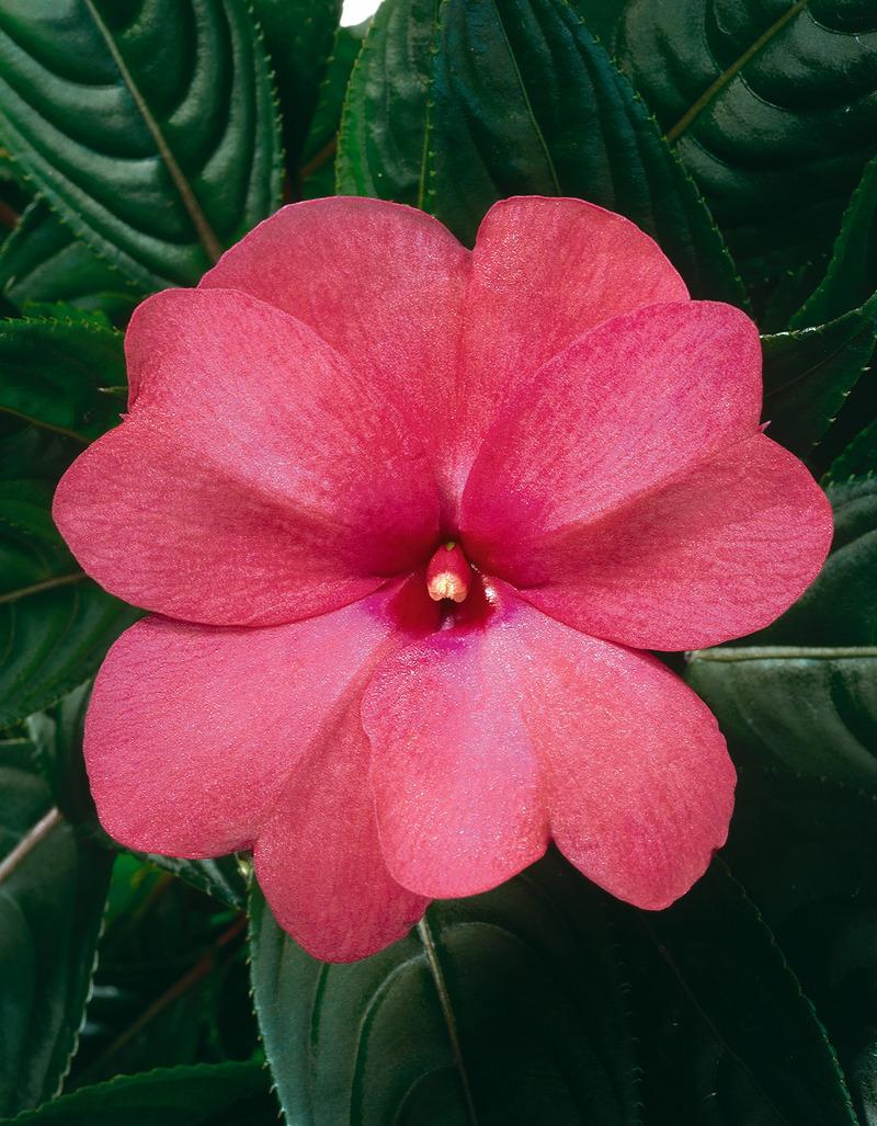 New Guinea Impatiens Celebration Electric Rose - View 8 from www redcrocus com
