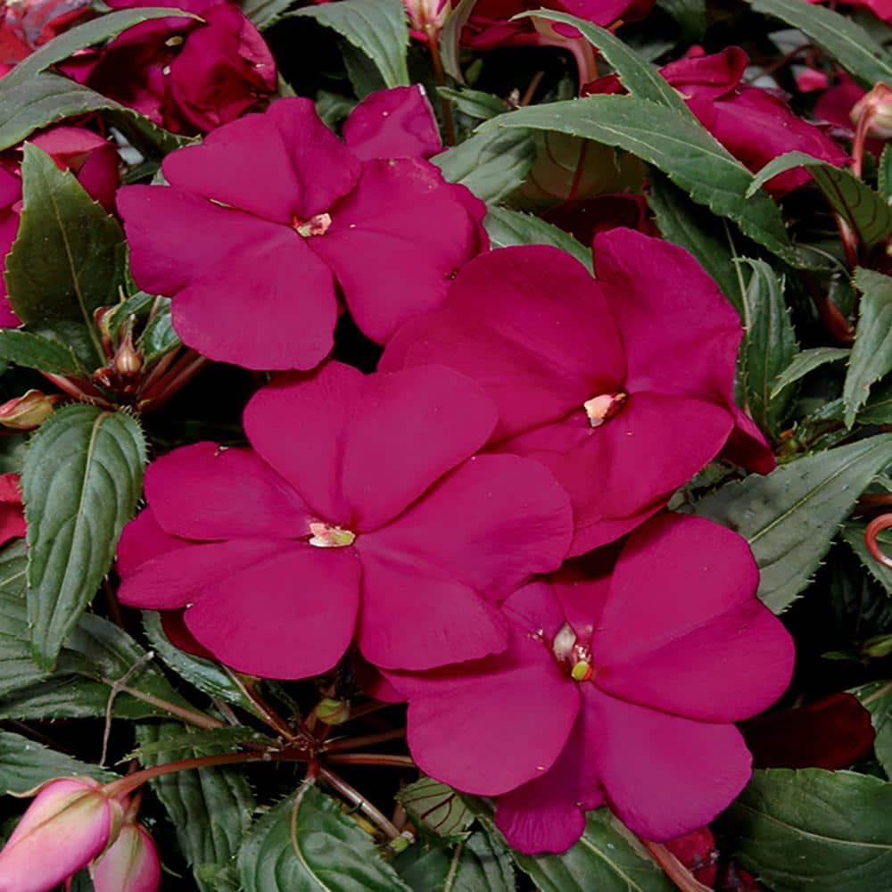 New Guinea Impatiens Celebration Purple Star - View 10 from www redcrocus com