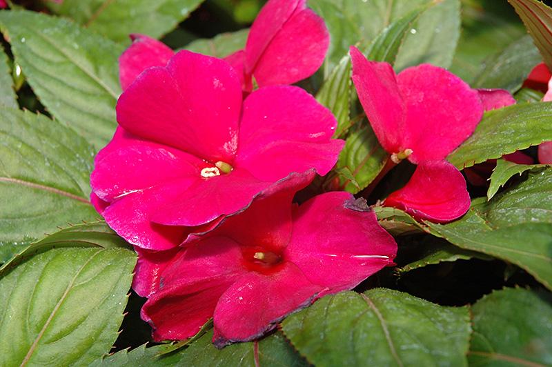 New Guinea Impatiens Celebration Purple Star - View 11 from www redcrocus com