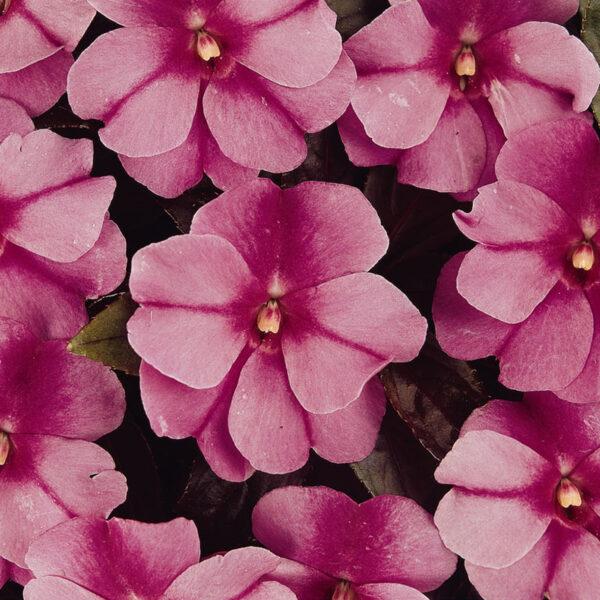 New Guinea Impatiens Celebration Purple Star - View 1 from www redcrocus com