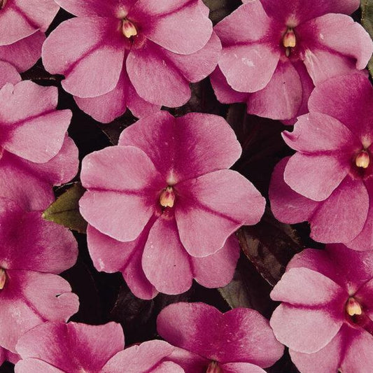 New Guinea Impatiens Celebration Purple Star - View 1 from www redcrocus com