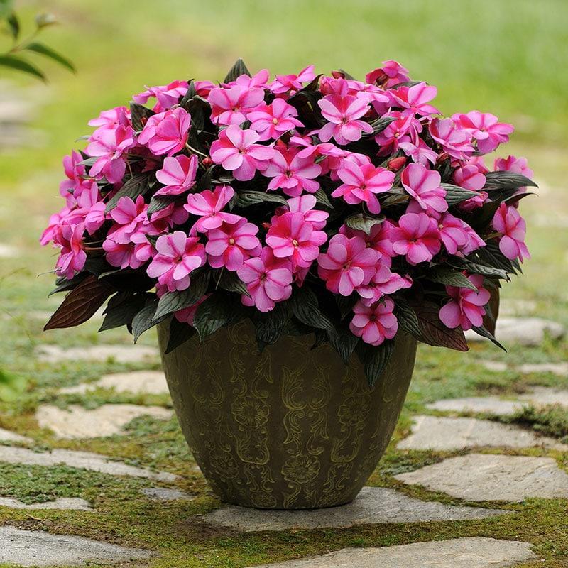 New Guinea Impatiens Celebration Purple Star - View 2 from www redcrocus com