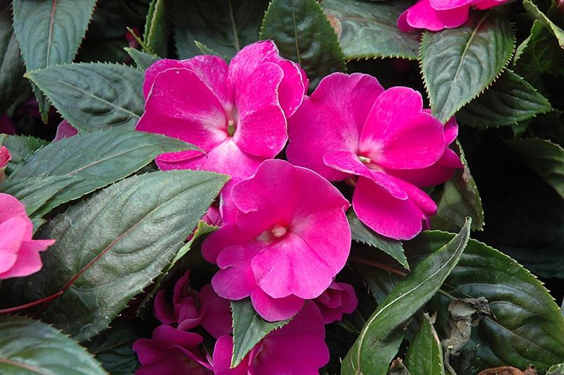 New Guinea Impatiens Celebration Purple Star - View 4 from www redcrocus com