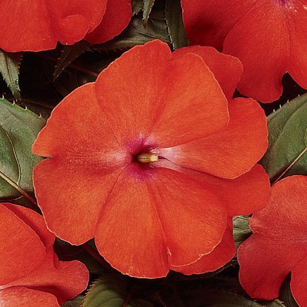 New Guinea Impatiens Celebration Purple Star - View 5 from www redcrocus com